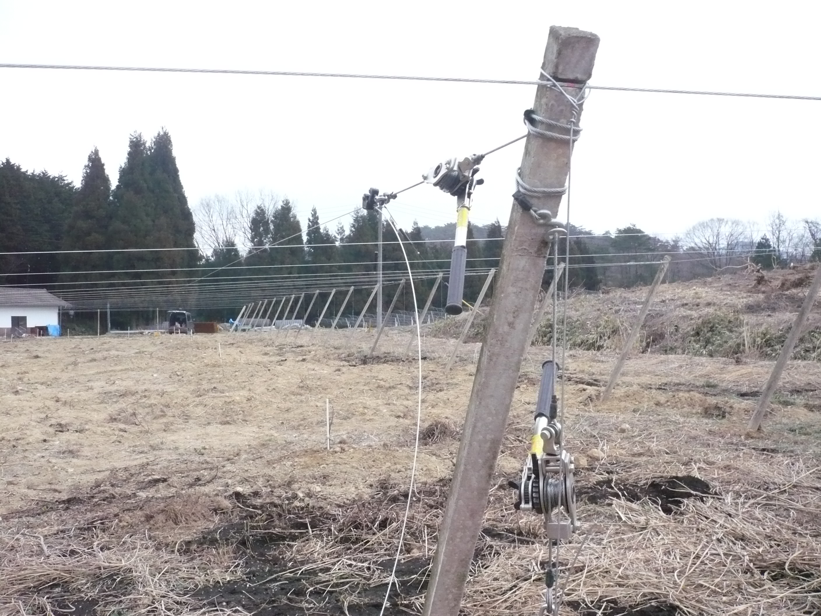 辻葡萄園のブログ：棚の建設（ワイヤー張り） ピオーネ・ぶどうの通販 辻葡萄園