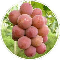 辻葡萄園で栽培しているぶどうの品種をご紹介します